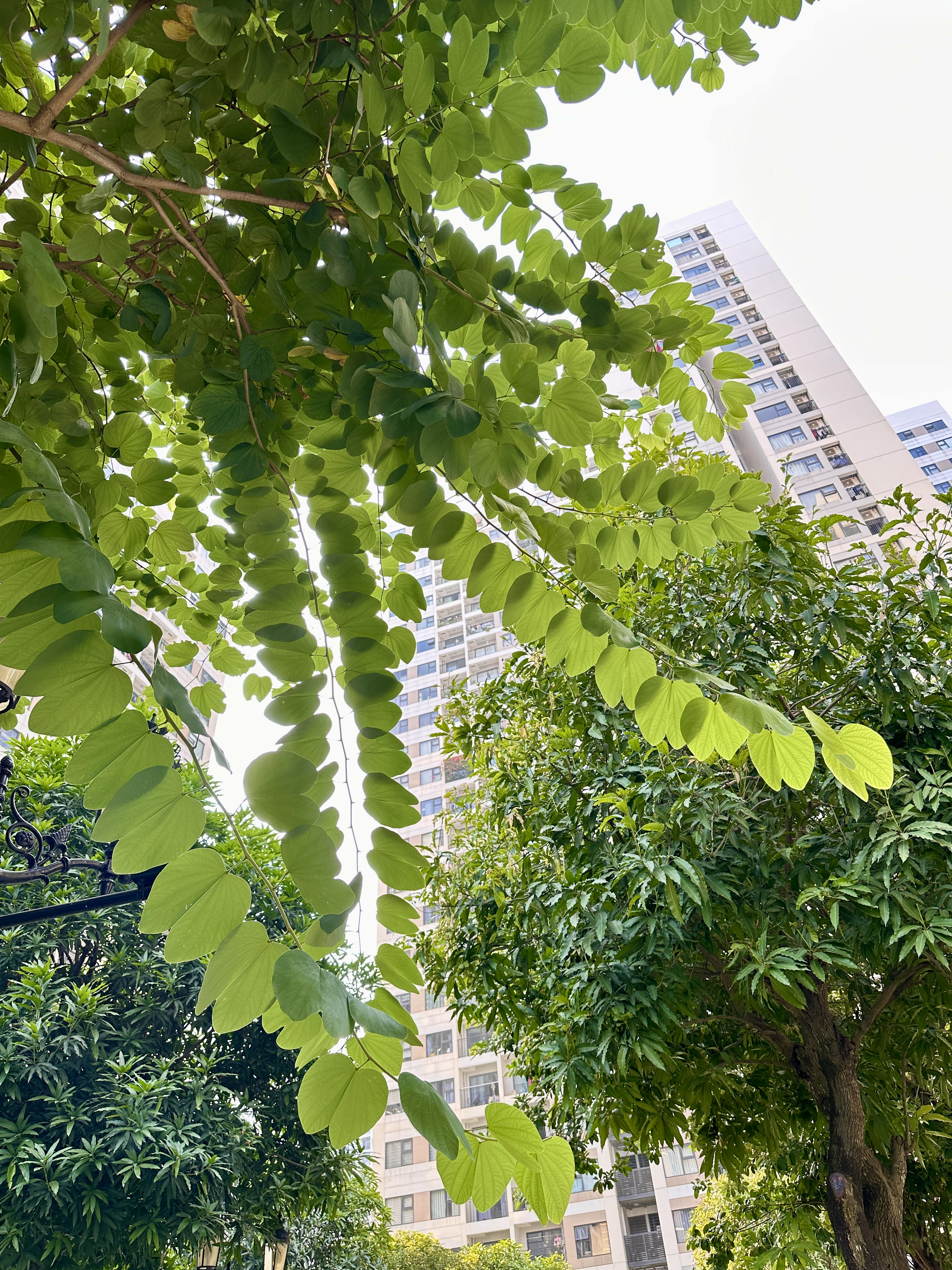 不知名的好看树叶